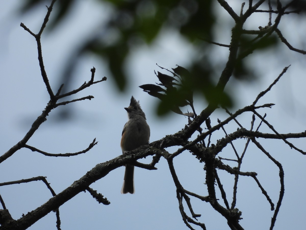 Black-crested Titmouse - ML638152874