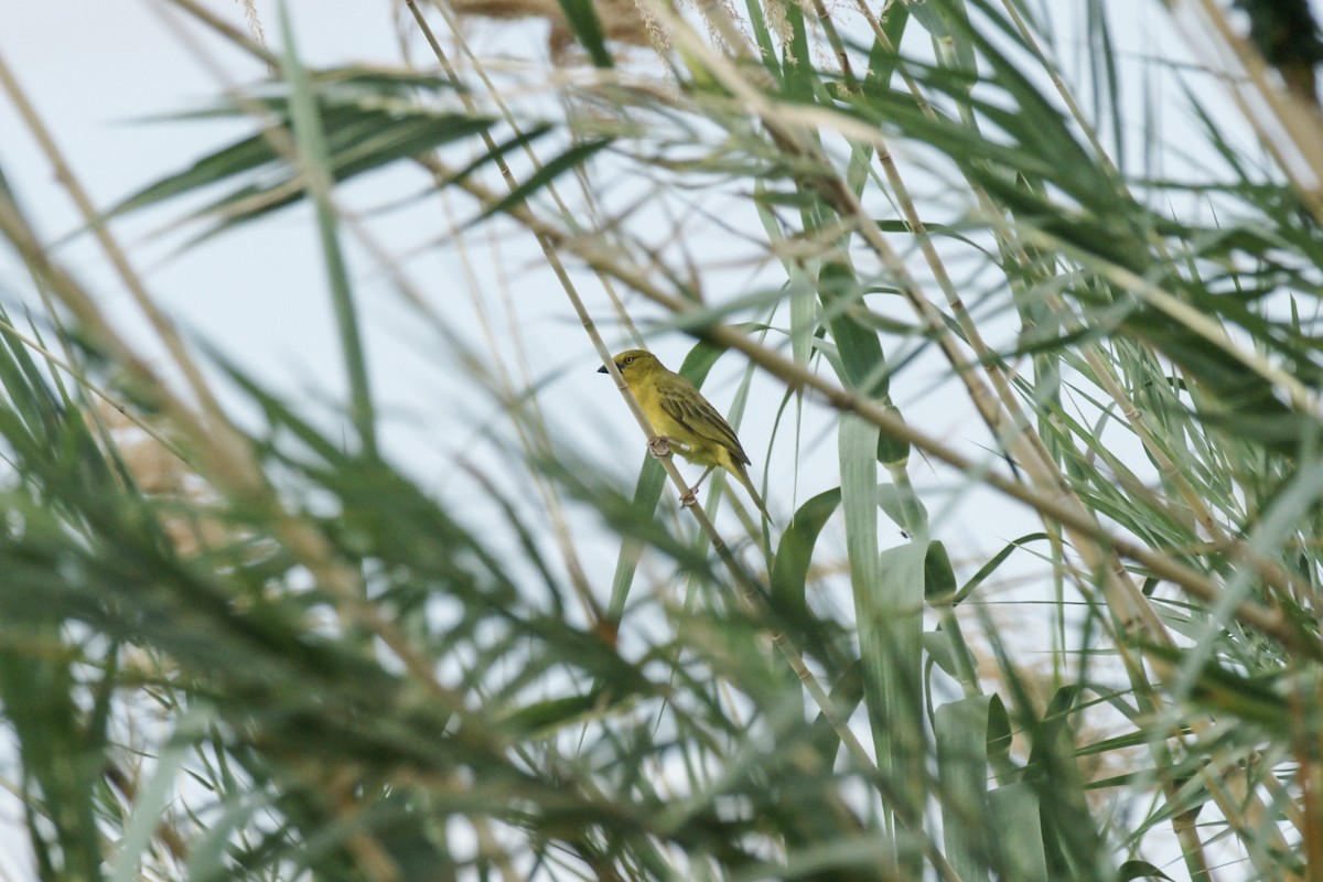 Holub's Golden-Weaver - ML638152885