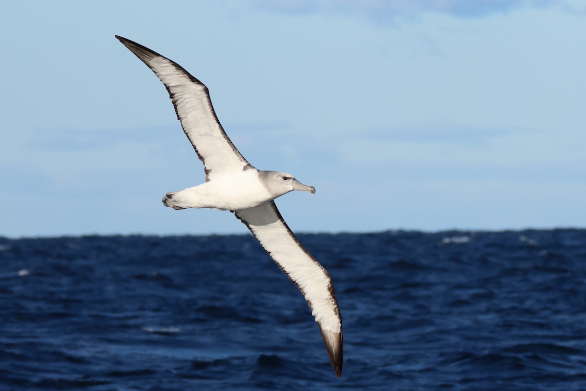 Albatros à cape blanche - ML638152888