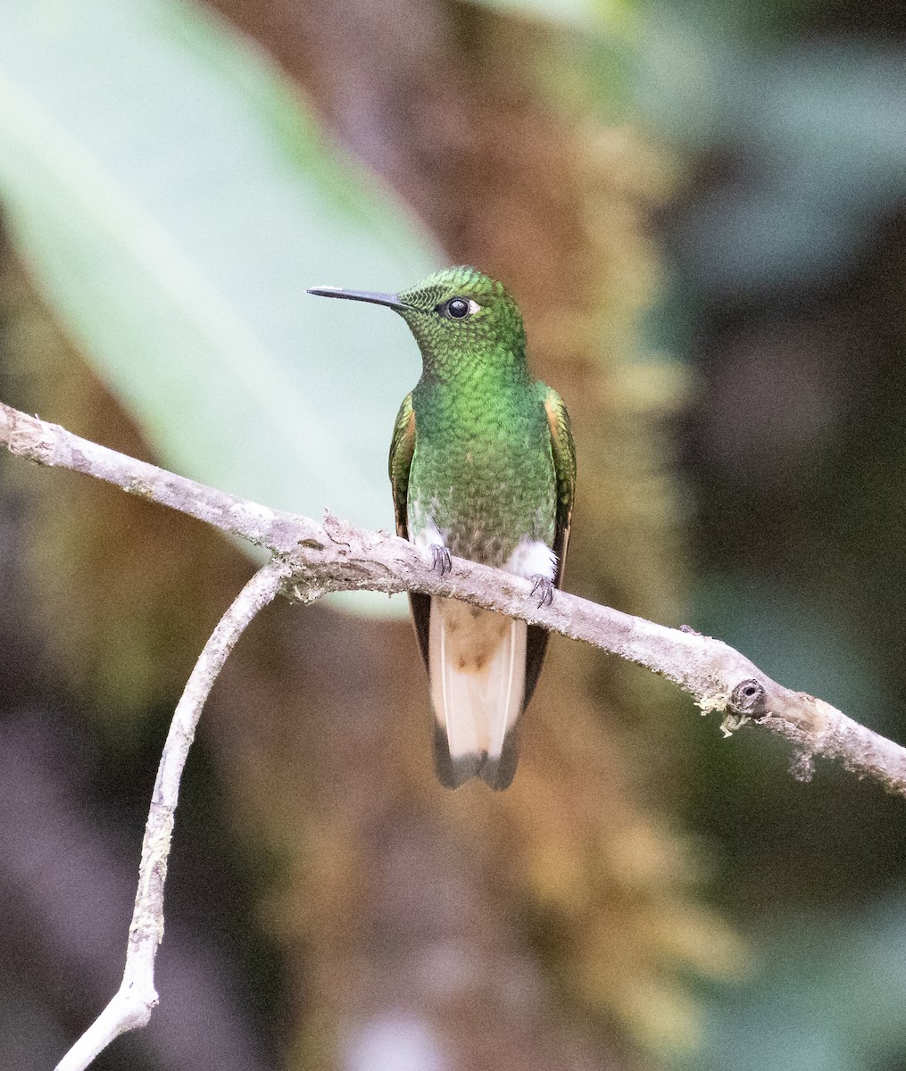 Buff-tailed Coronet - ML638152890