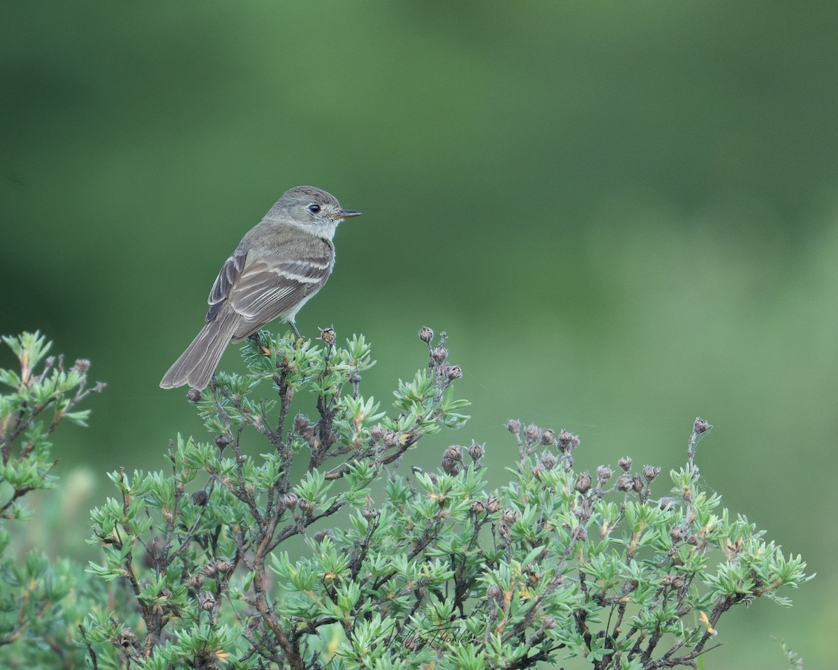 Dusky Flycatcher - ML638152898