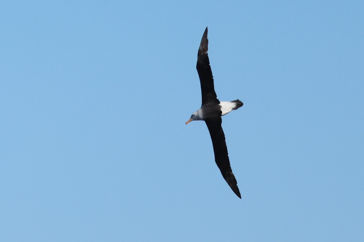 Albatros à sourcils noirs (melanophris) - ML638152902