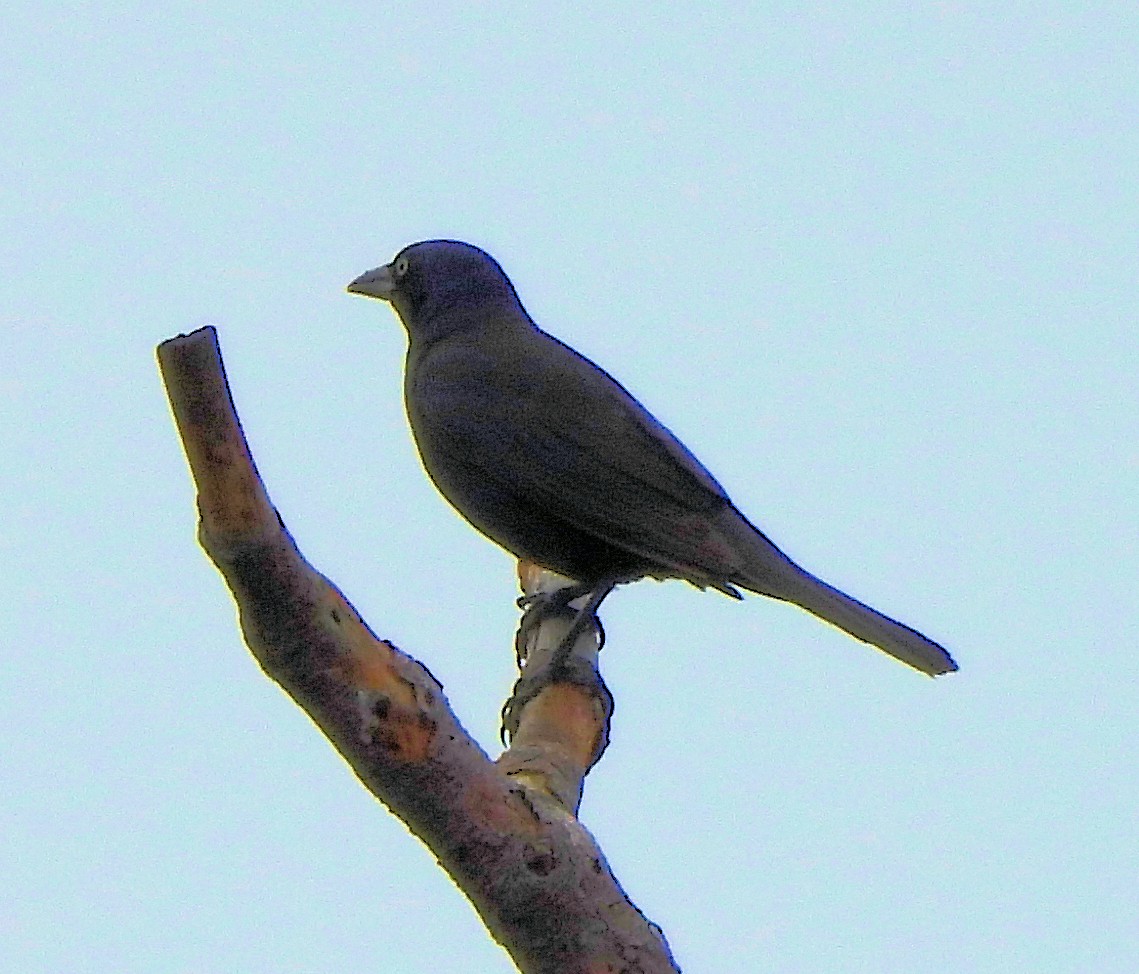 Common Grackle - ML638152909