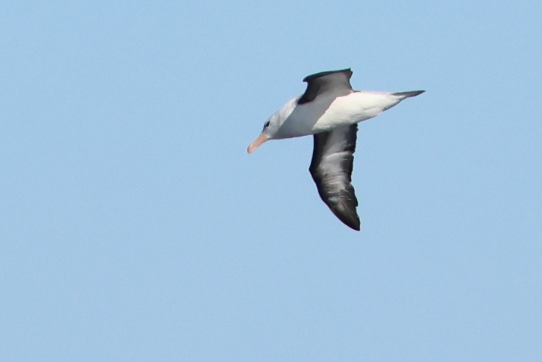 Albatros à sourcils noirs (melanophris) - ML638152915