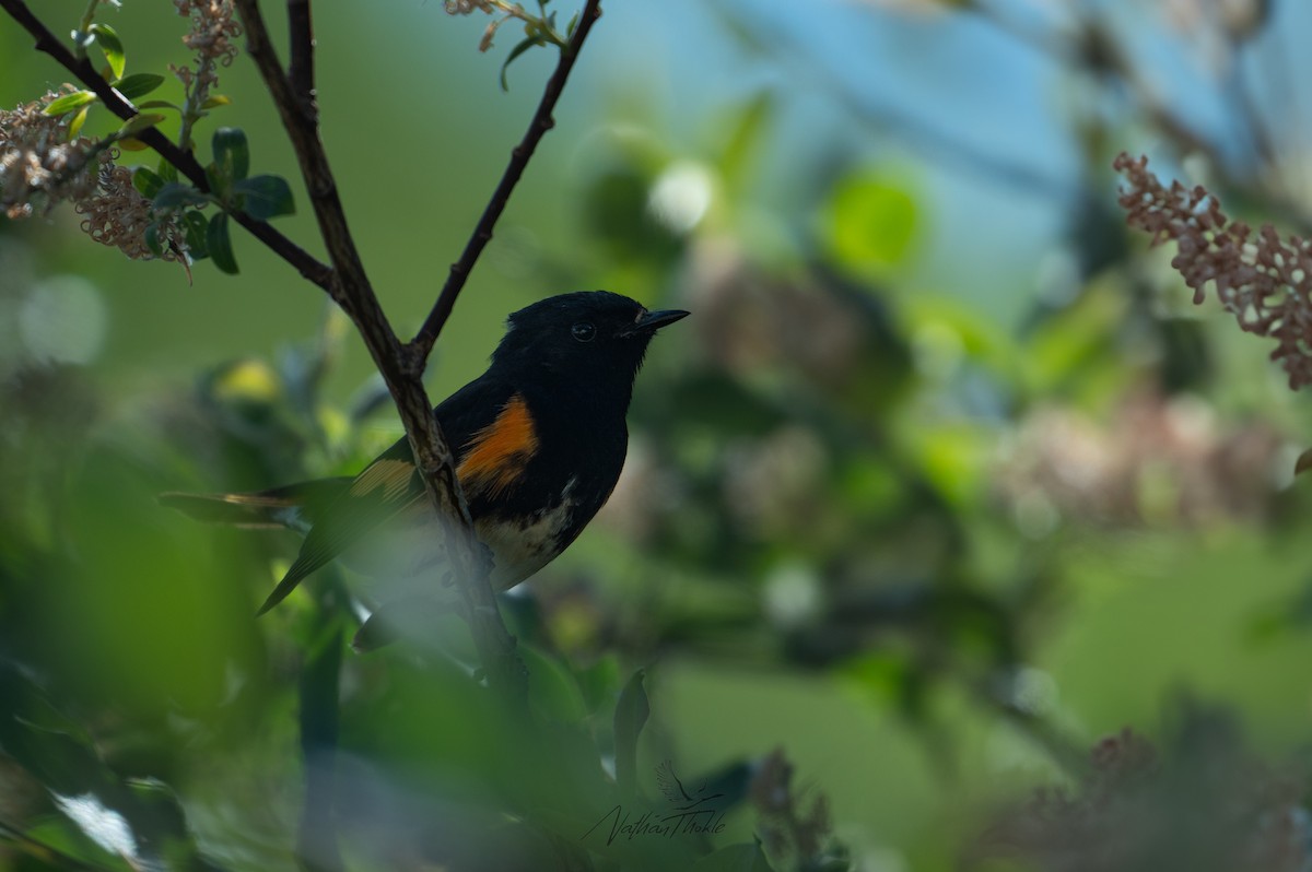American Redstart - ML638152933