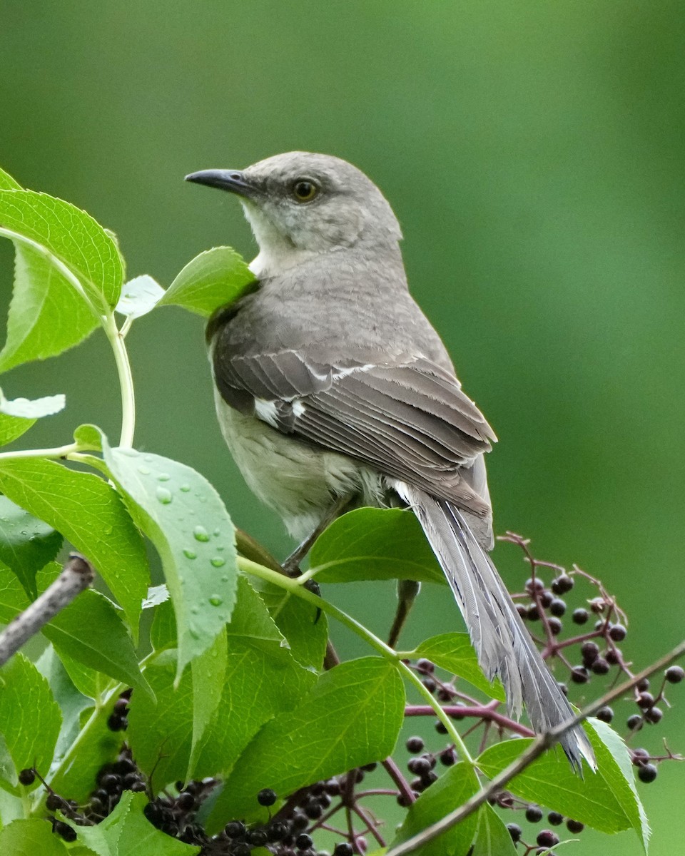 drozdec mnohohlasý - ML638152944