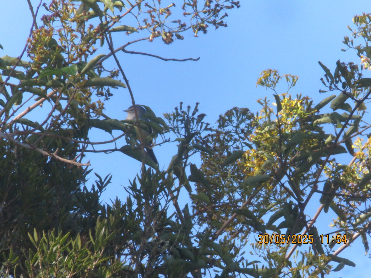 White-crested Tyrannulet - ML638153010