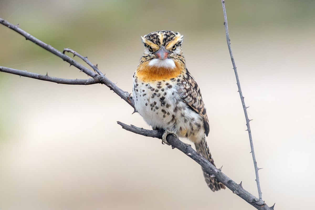 Spot-backed Puffbird - ML638153037