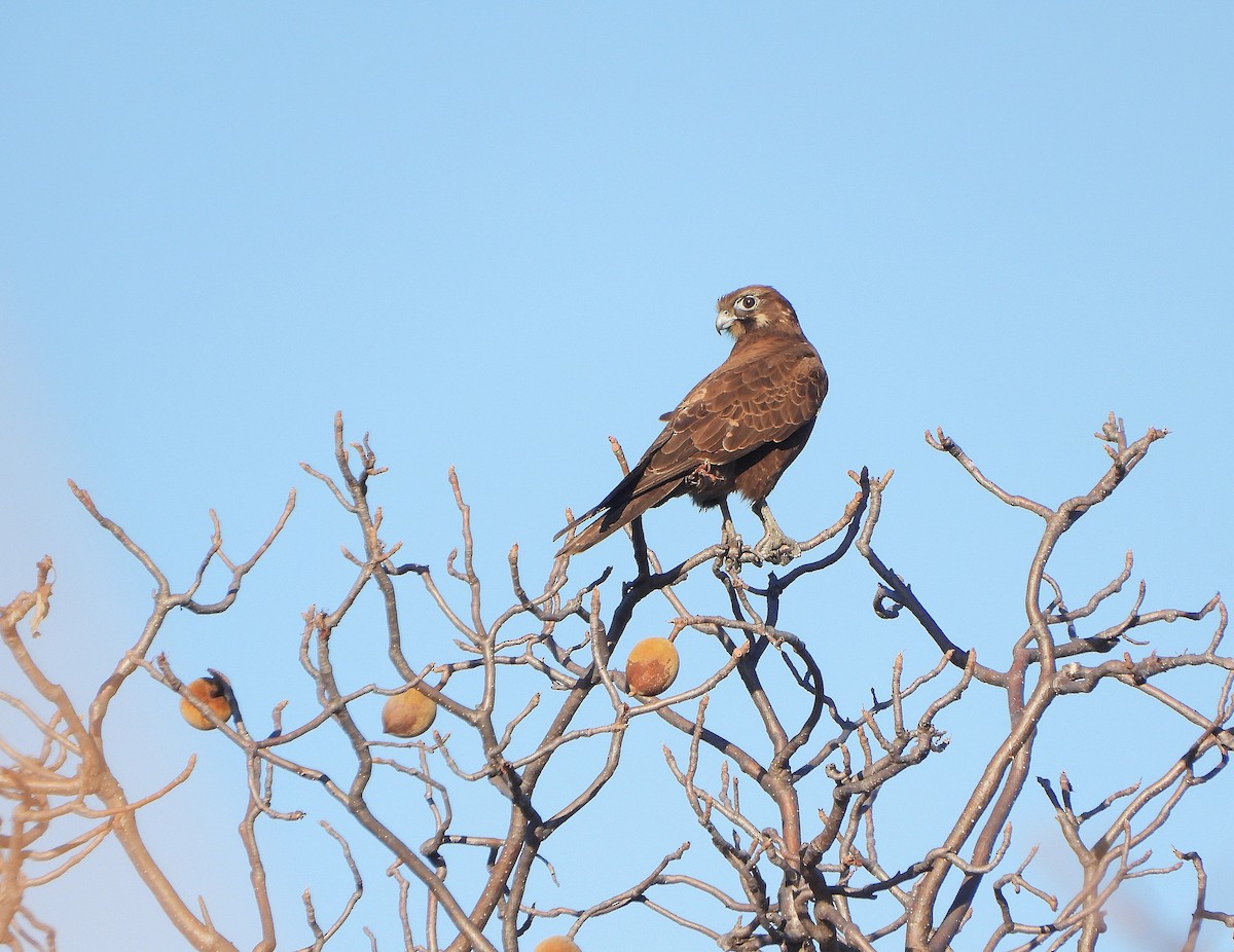 Brown Falcon - ML638153077