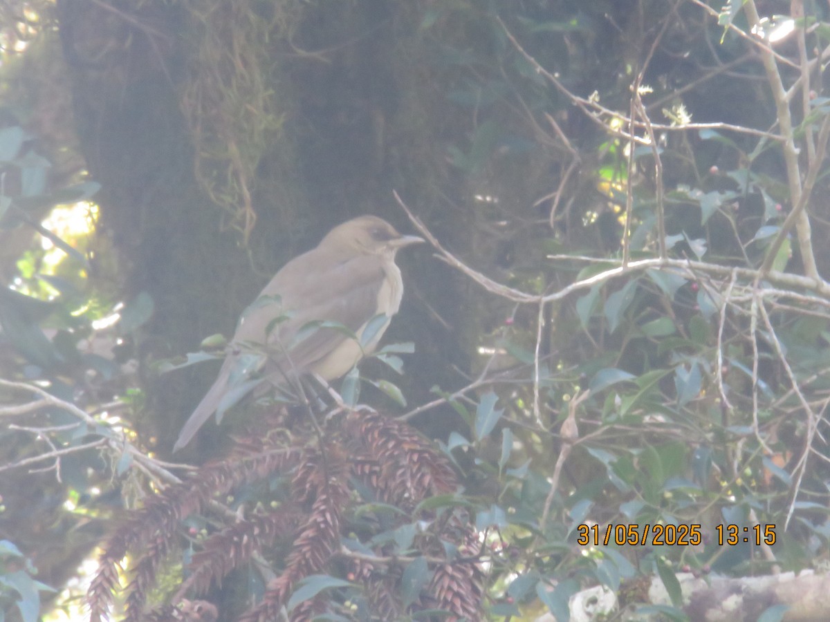 Creamy-bellied Thrush - ML638153082