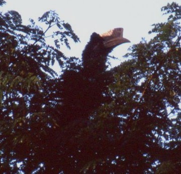 Grauwangen-Hornvogel - ML638153107