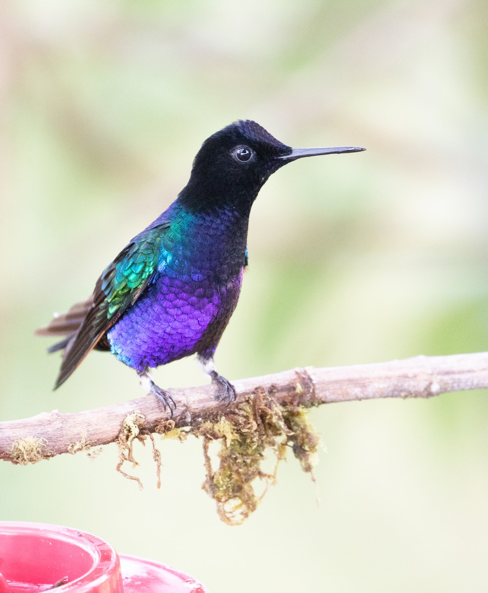 Velvet-purple Coronet - ML638153116
