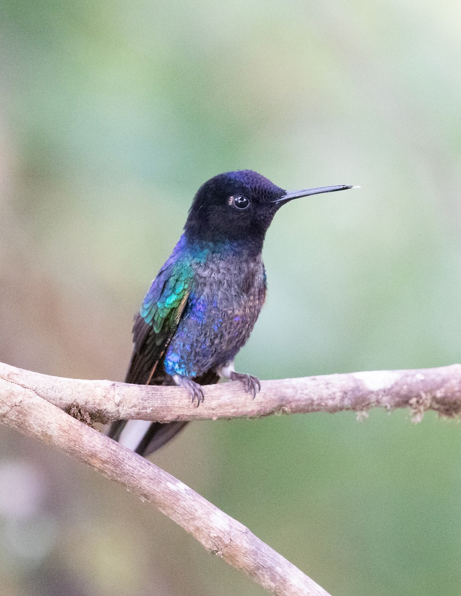 Velvet-purple Coronet - ML638153118