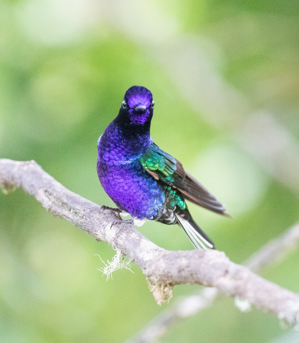 Velvet-purple Coronet - ML638153122