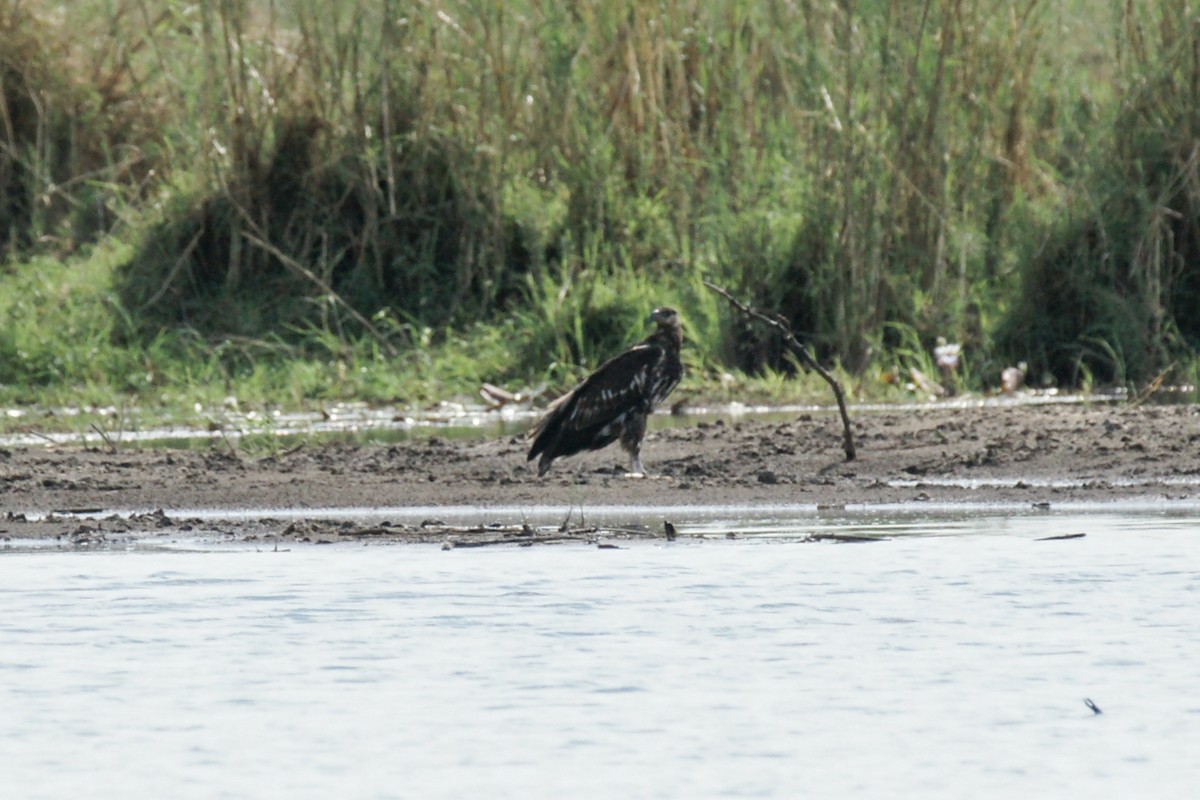 African Fish-Eagle - ML638153125