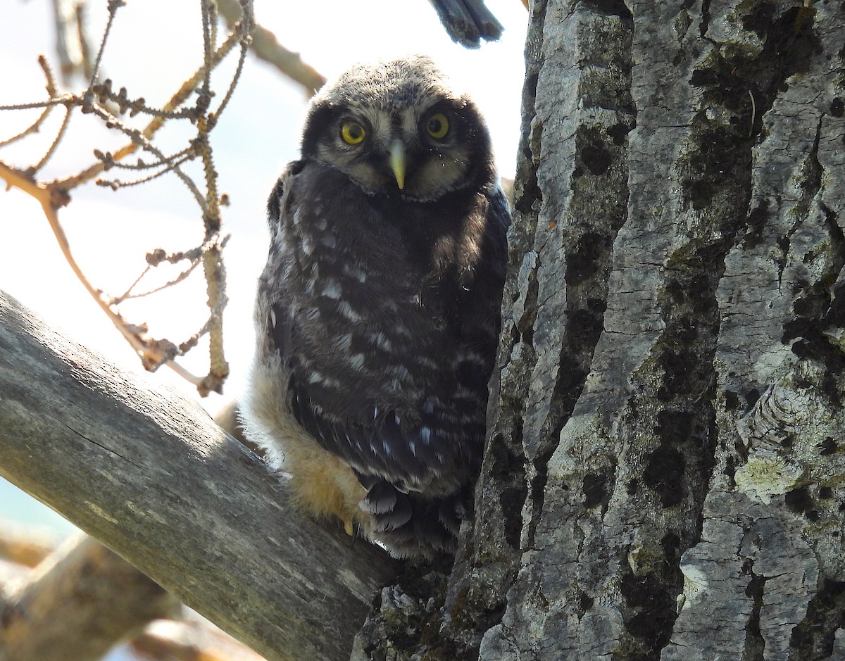 Northern Hawk Owl - ML638153141