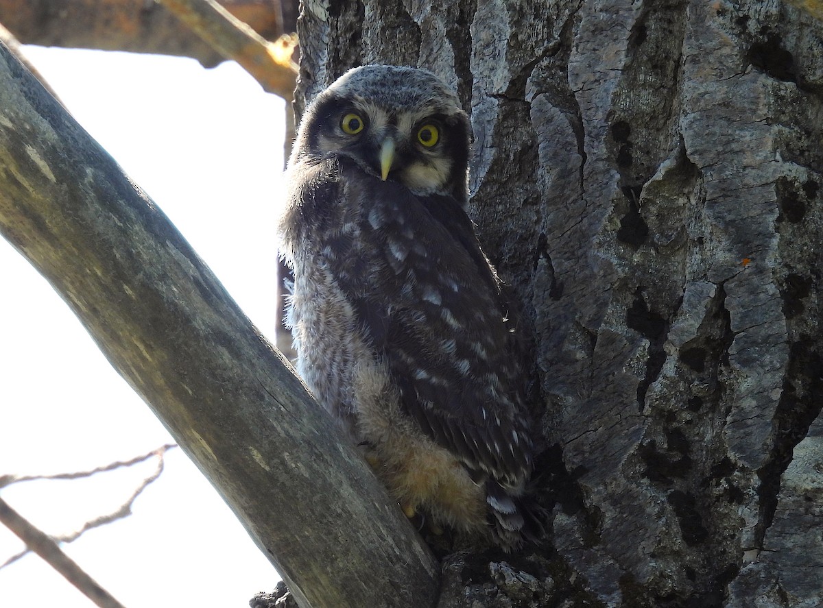Northern Hawk Owl - ML638153145