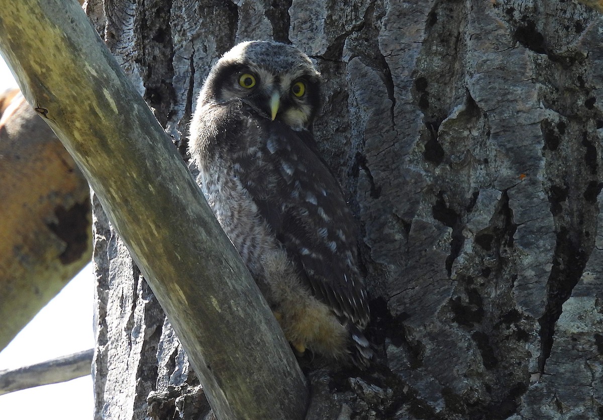 Northern Hawk Owl - ML638153149