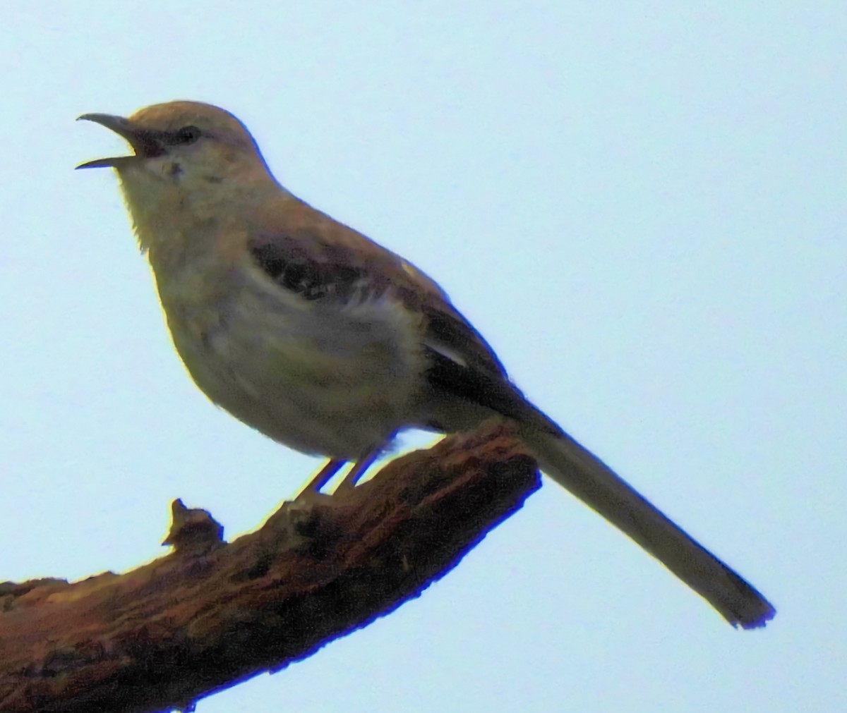 Northern Mockingbird - ML638153151