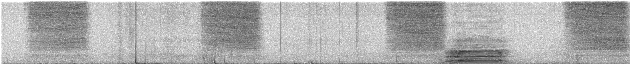 Western Barn Owl - ML638153170