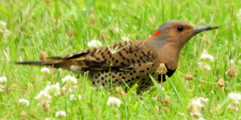 Northern Flicker - ML638153171