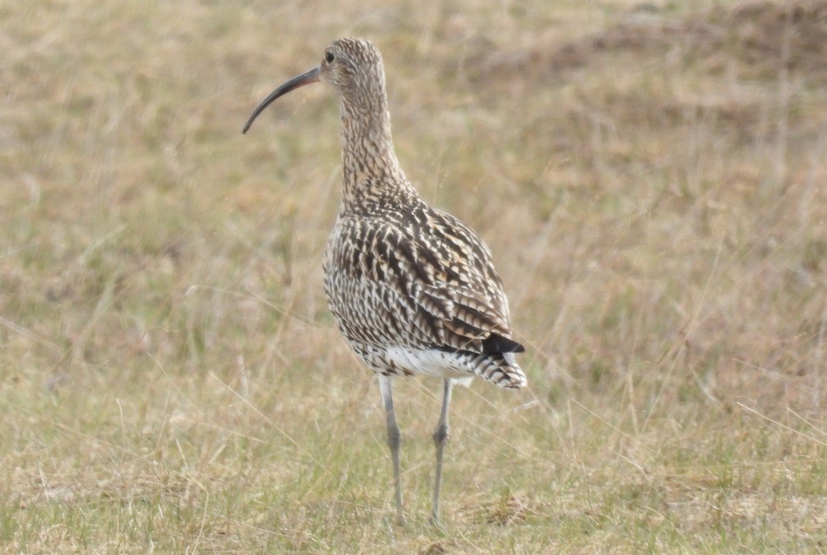 Eurasian Curlew - ML638153189