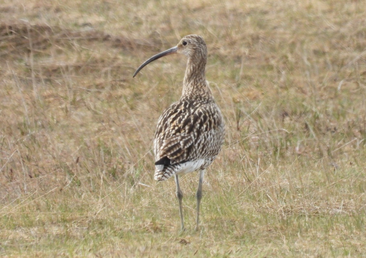 Eurasian Curlew - ML638153199