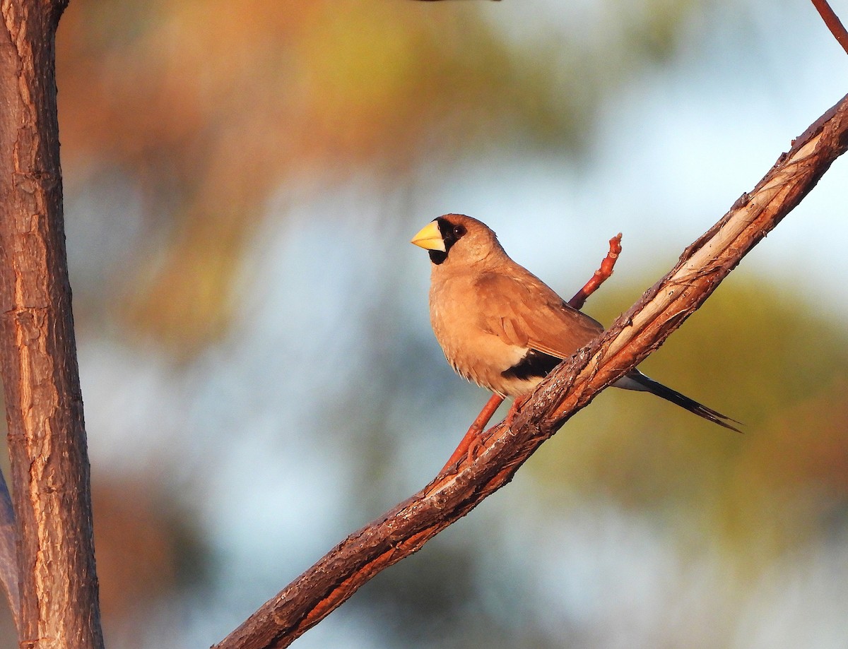 Masked Finch - ML638153203