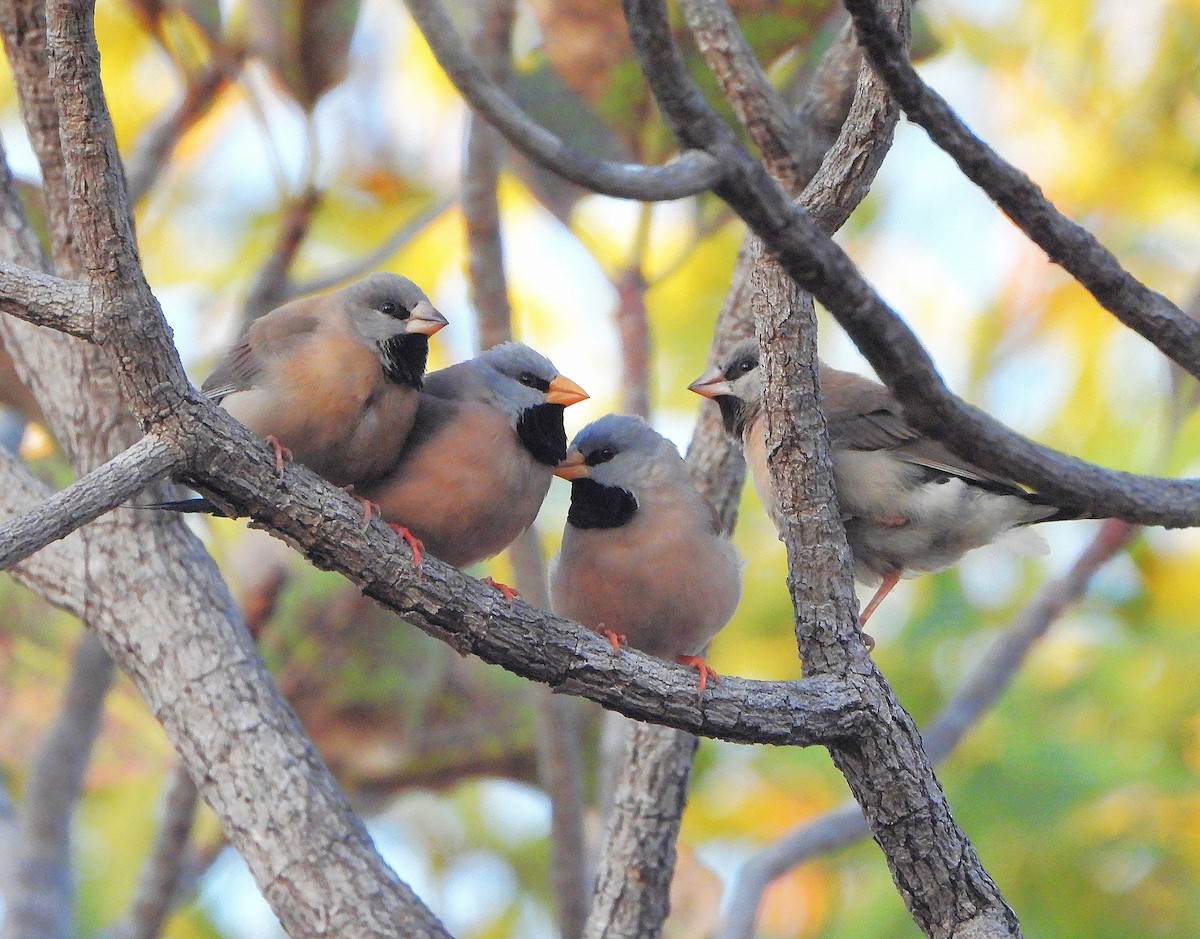 Long-tailed Finch - ML638153206