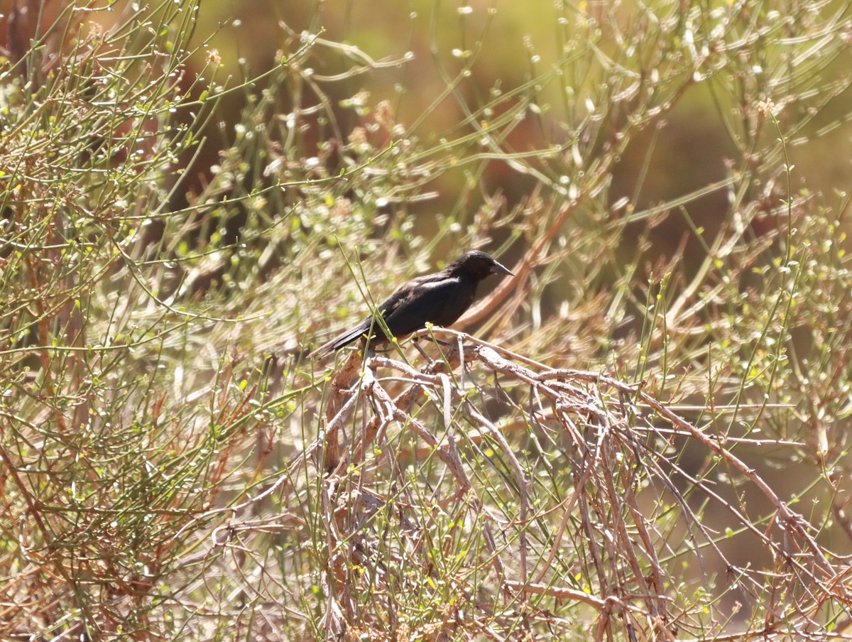Austral Blackbird - ML638153211