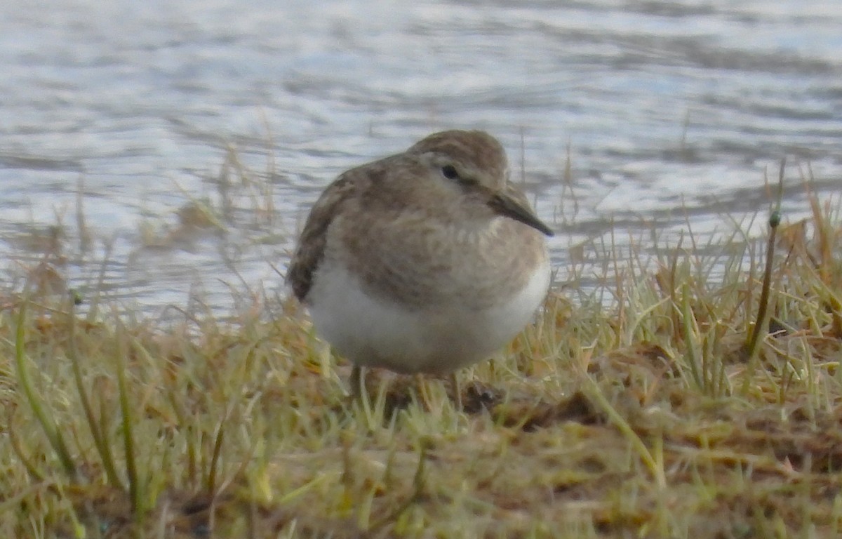 Temminck's Stint - ML638153212
