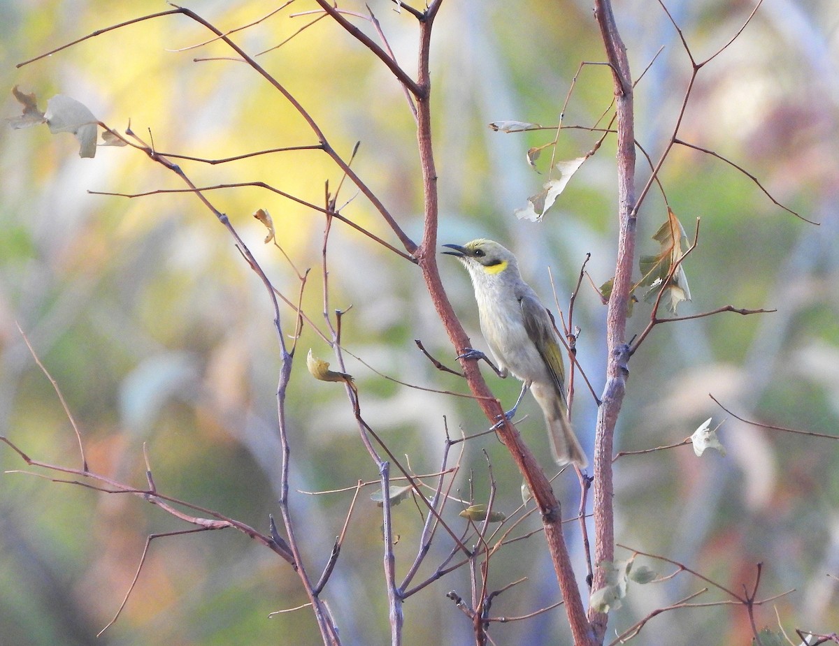 Gray-fronted Honeyeater - ML638153216