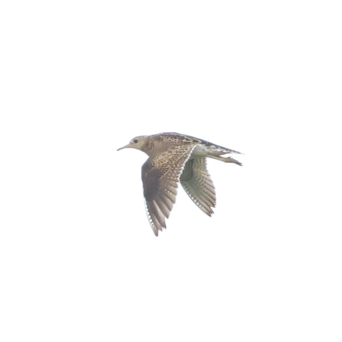 Upland Sandpiper - ML638153217