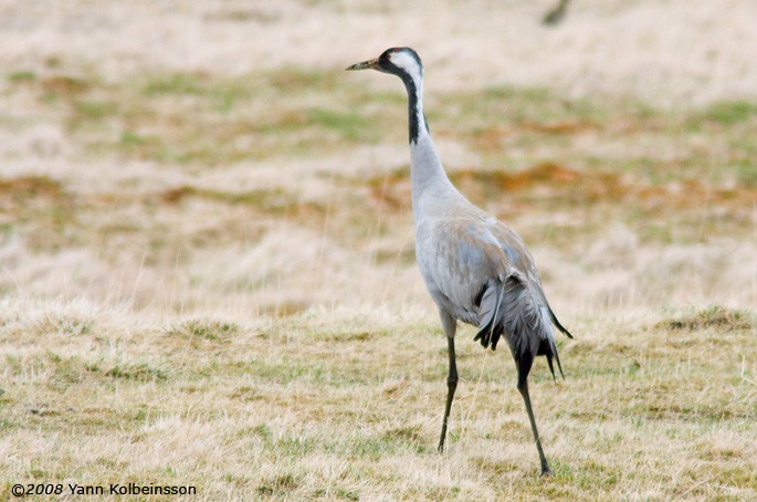 Common Crane - ML638153219