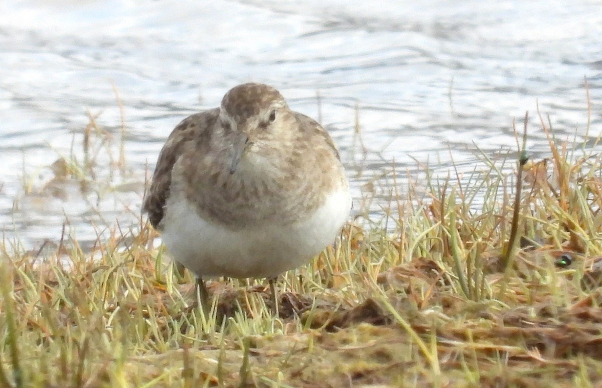 Temminck's Stint - ML638153221