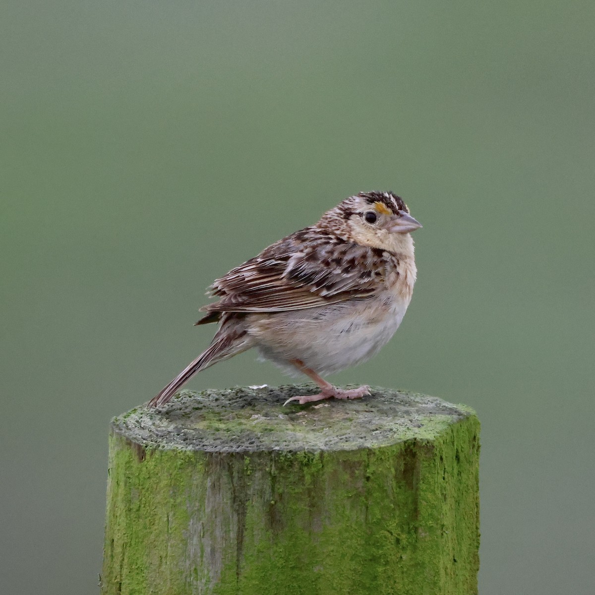 Grasshopper Sparrow - ML638153223