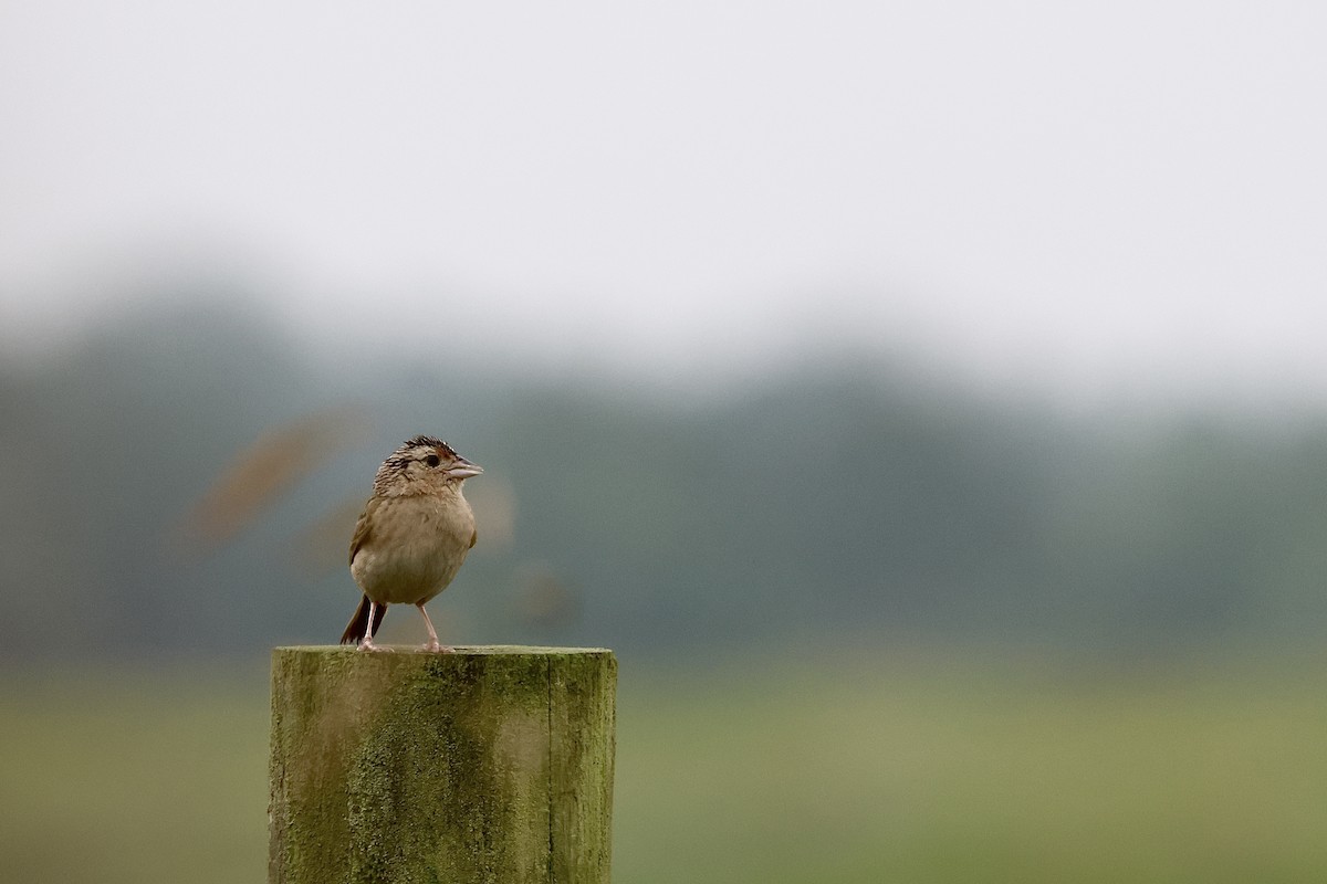 Grasshopper Sparrow - ML638153224