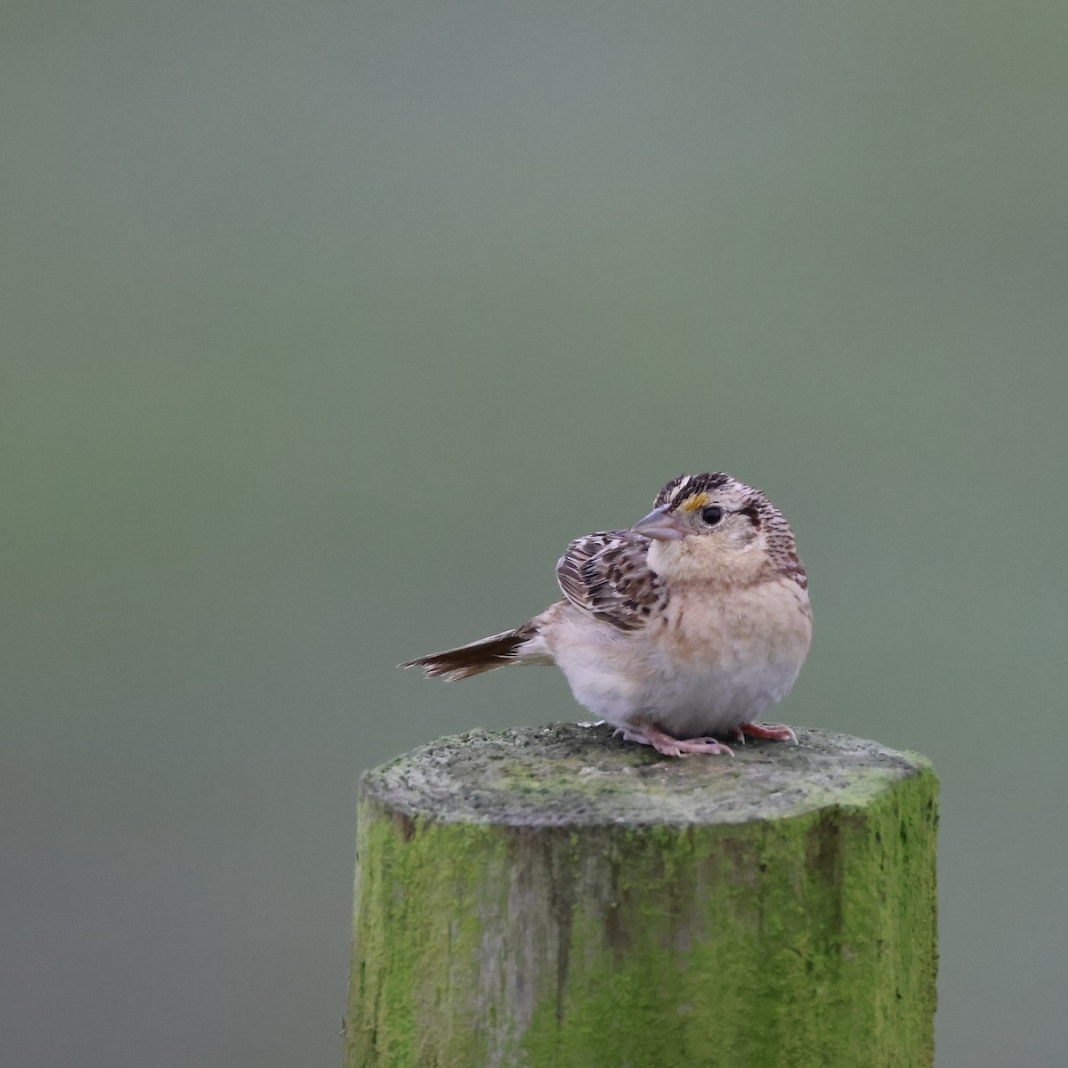 Grasshopper Sparrow - ML638153225