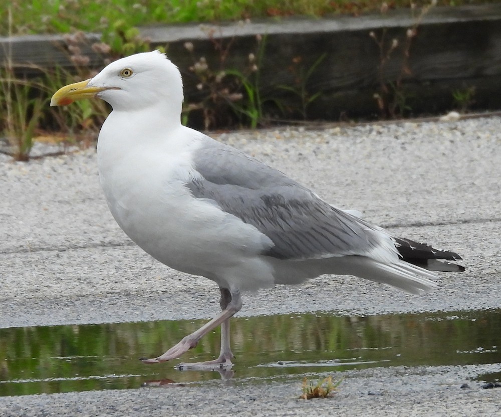 American Herring Gull - ML638153227