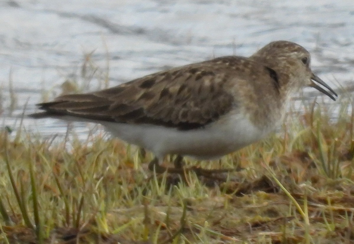 Temminck's Stint - ML638153228