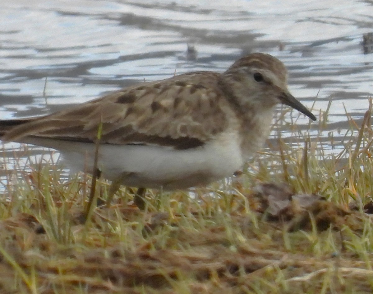Temminck's Stint - ML638153232