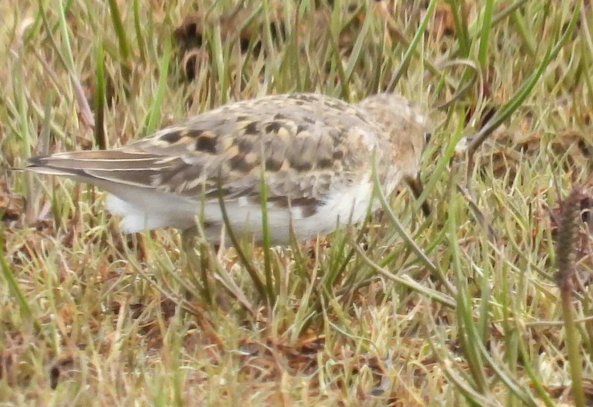 Temminck's Stint - ML638153240