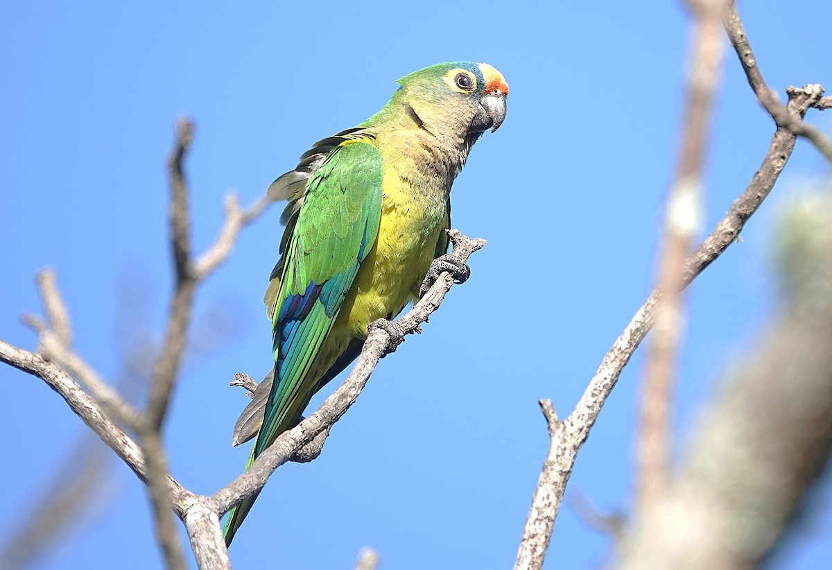 Peach-fronted Parakeet - ML638153243