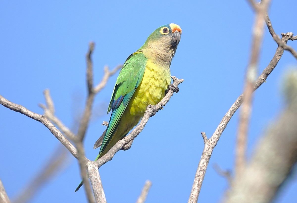 Peach-fronted Parakeet - ML638153244