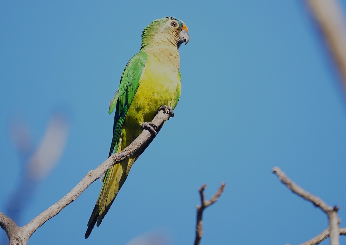 Peach-fronted Parakeet - ML638153245