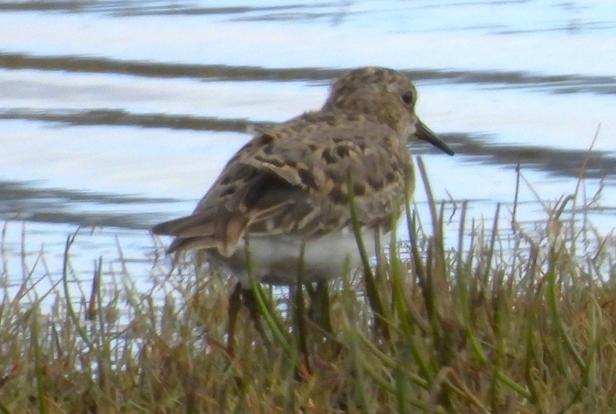 Temminck's Stint - ML638153254