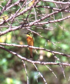Cinnamon-chested Bee-eater - ML638153261