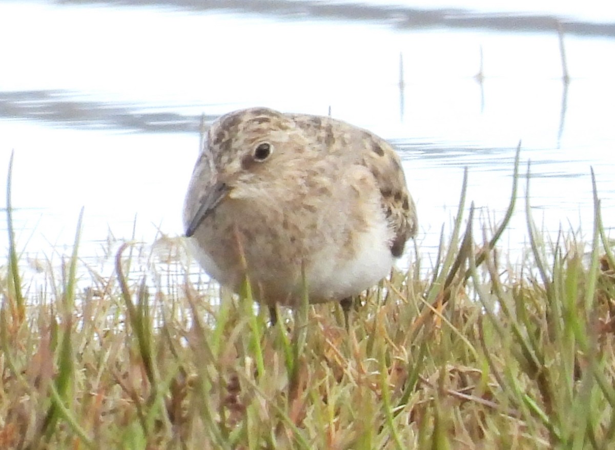 Temminck's Stint - ML638153278