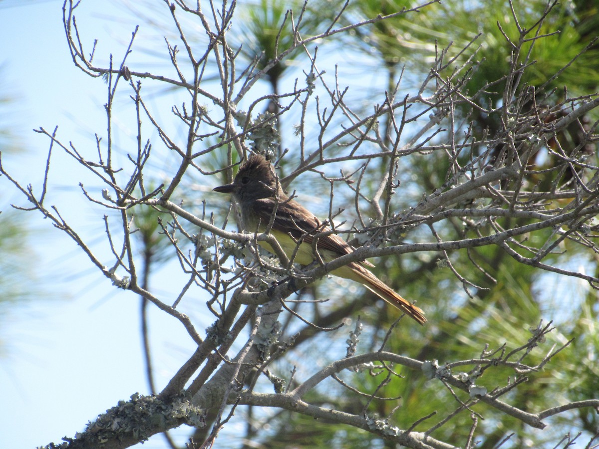 Great Crested Flycatcher - ML638153285