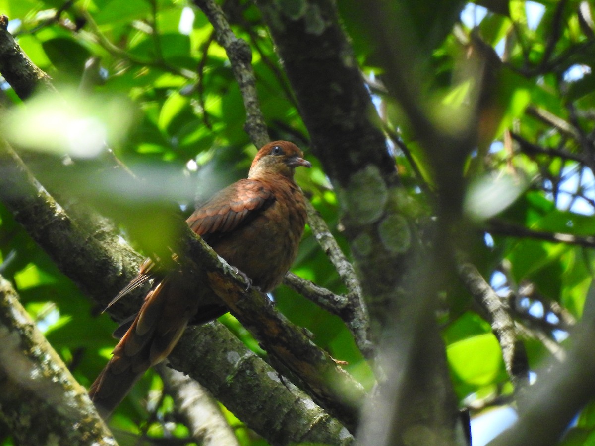 Little Cuckoo-Dove - ML638153287